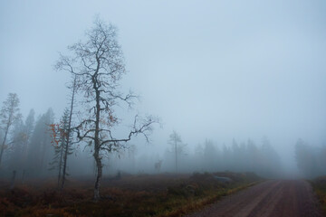 Obraz na płótnie Canvas Foggy Scandinavian aytumn landscape country road with birch tree and moose