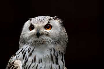 Animal portrait of a wild Siberian eagle owl (Bubo Bubo sibiricus), with bright orange eyes (isolated on black background), sitting in a tree to hunt

