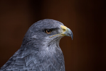 Portrait of an Grey Falcon bird - beautiful brown eyes (high resolution image)

