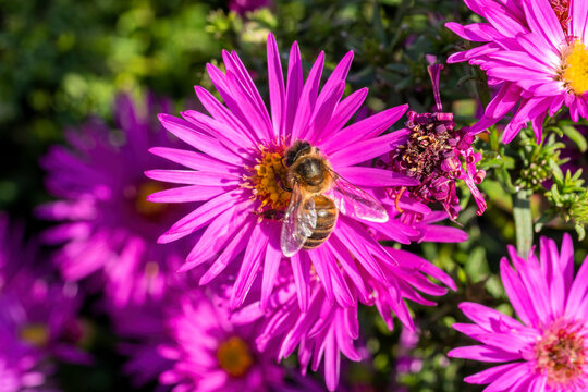 Aster novi belgii 'Dandy' a magenta pink herbaceous summer autumn perennial flower plant commonly known as Michaelmas daisy with a honey bee stock photo image