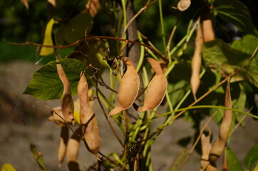 Bean with pods are dried in a greenhouse