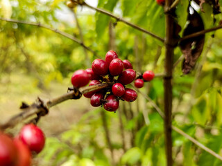 Obraz premium Seed coffee red with tree, farm coffees plants Asia. Garden coffee