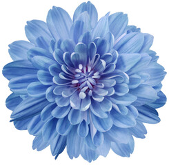 flower  blue chrysanthemum . Flower isolated on a white background. No shadows with clipping path. Close-up. Nature.