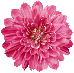 flower  pink chrysanthemum . Flower isolated on a white background. No shadows with clipping path. Close-up. Nature.