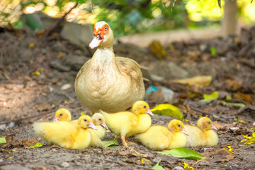 Small ducklings in group with the mother, Family of ducks