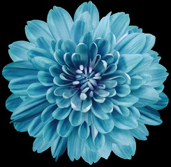 Obraz premium Flower turquoise chrysanthemum . Flower isolated on the black background. No shadows with clipping path. Close-up. Nature.