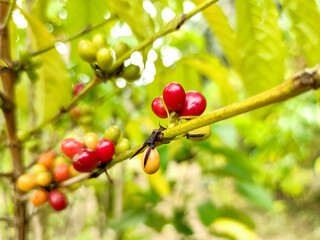 Obraz premium Seed coffee red with tree, farm coffees plants Asia. Gardening coffee