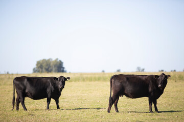 angus en el campo americano
