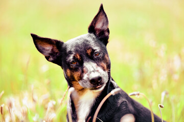 Rescue dog - cute black mongrel sitting on a grass, sunny morning meadow