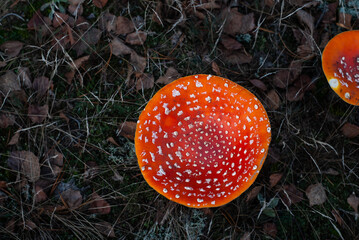 mushroom fly agaric grows on autumn foliage top view,