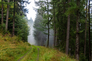 Obraz premium A green, overgrown path in the green, foggy Black Forest 