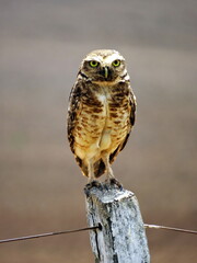 coruja buraqueira ,vida ,selvagem, solto ,andando