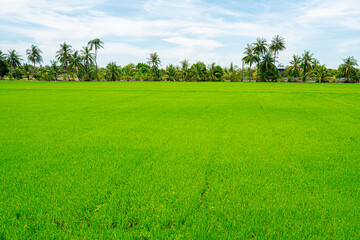 Obraz premium fresh green paddy rise field in Thailand