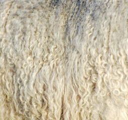 texture of a wool animal lama background brown