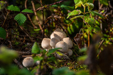 A few mushrooms between green leaves