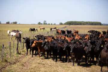 angus en el campo americano
