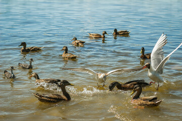Ducks swim in the lake. A flock of ducks in the water.