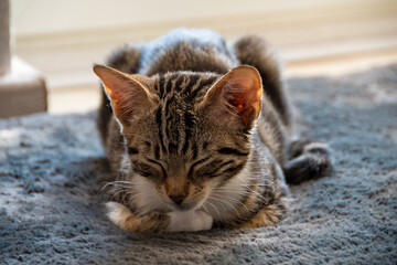 Young cat sleeping on a blue fluffy carpet 