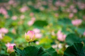beautiful lotus flowers in pond