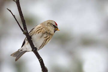 Common Redpoll