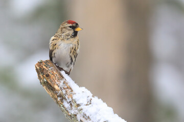 Common redpoll