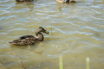 Ducks swim in the lake. A flock of ducks in the water.