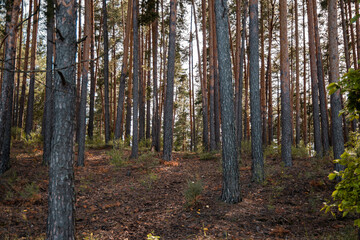 Obraz premium Pine forest view, summer landscape, forest trail.