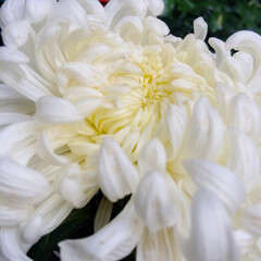 the blooming white chrysanthemum flower
