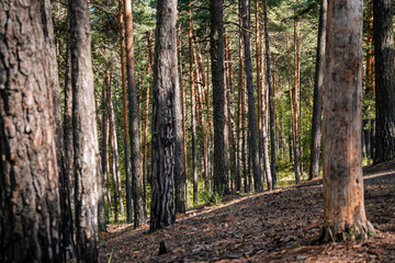 Pine forest view, summer landscape, forest trail.