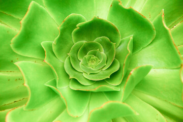ECHEVERIA ALLEGRA, succulent plant with red-green leaves that form a large rosette shape