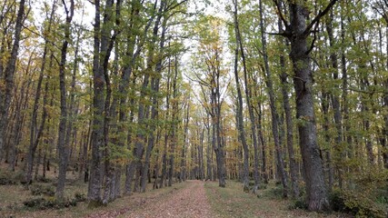 trees in the forest