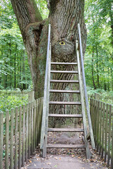 a huge oak tree, called brautigamseiche, translation: groom oak, in dodau forest near the German city Eutin, Germany