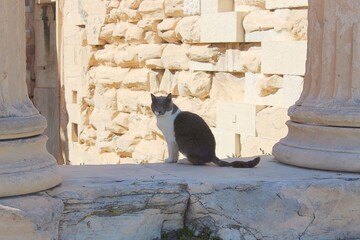Cat on the Acropolis 