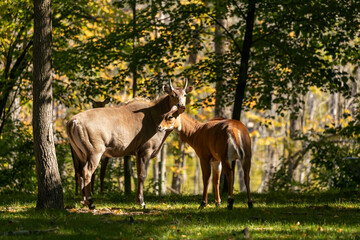 The nilgai or blue bull is the largest Asian antelope 