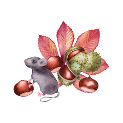 Watercolor illustration with mouse and chestnuts isolated on the white background.Hand painted watercolor clipart.