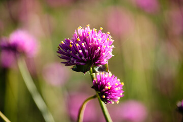 Close up of Fireworks Gomphrena globosa, commonly known as globe amaranth, bloom against blurred garden background