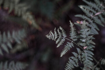Liść leśnej paproci . Fern leaf in the forest.  © Anita