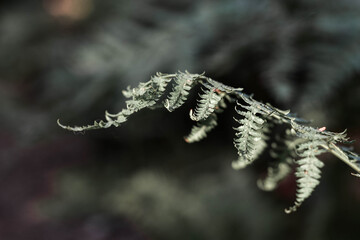 Liść leśnej paproci . Fern leaf in the forest. © Anita