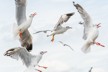 action flyings seagulls in tropical coast line on sky background