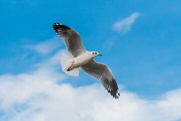 action flyings seagulls in tropical coast line on sky background