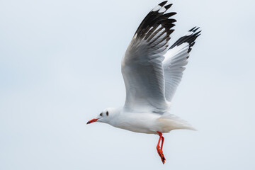 Obraz premium action flyings seagulls in tropical coast line on sky background