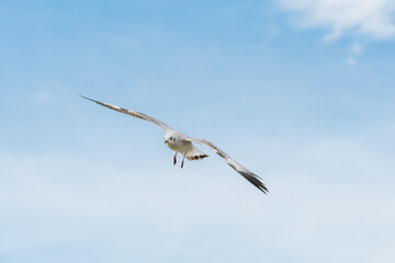 action flyings seagulls in tropical coast line on sky background