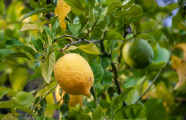 Lemons growing on the lemon tree in Belmont, California