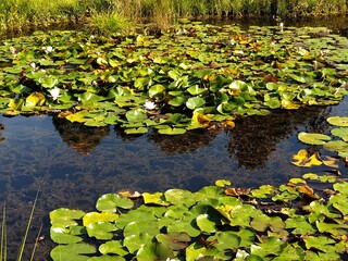 Obraz na płótnie Canvas pond with yellow flowers