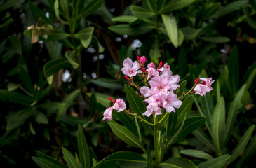Delicate pink oleander flower blooming in California.