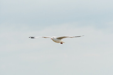 action flyings seagulls in tropical coast line on sky background