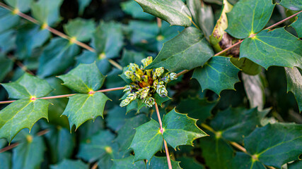 green leaves of a tree