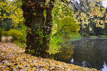 Tree by the lake in autumn