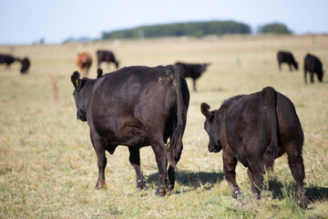 angus en el campo argentino