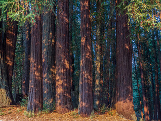 Redwood Forest Landscape in Beautiful Northern California. Mt Madonna County Park near Gilroy, California